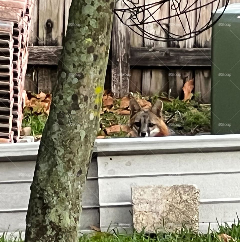 A fox hiding behind a panel