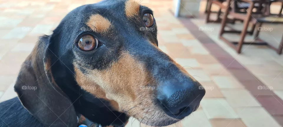 Daschund