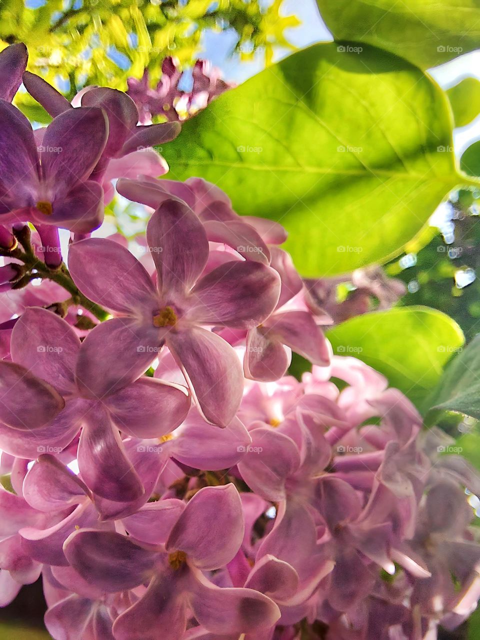 THE LILAC OF OUR HOUSE