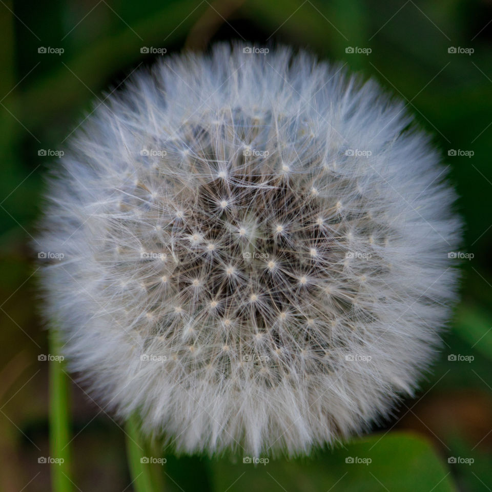dandelion clock seed head