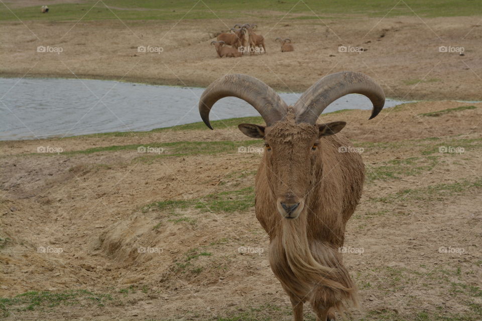 Closeup of a billy goat at grapeland drivethru safari in Texas 