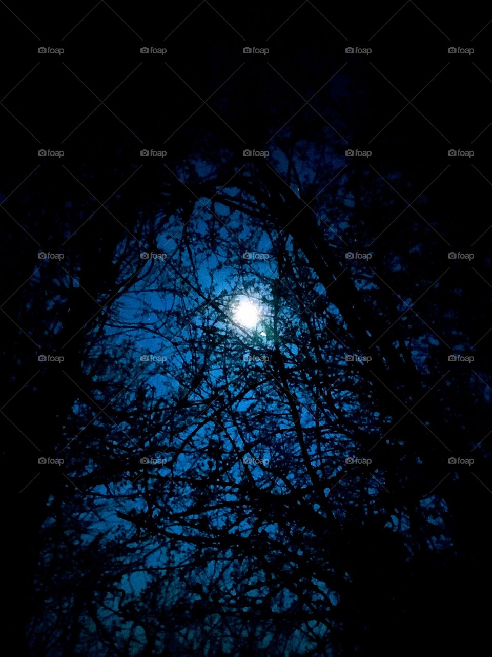 Moon, Dark, Silhouette, Tree, Winter