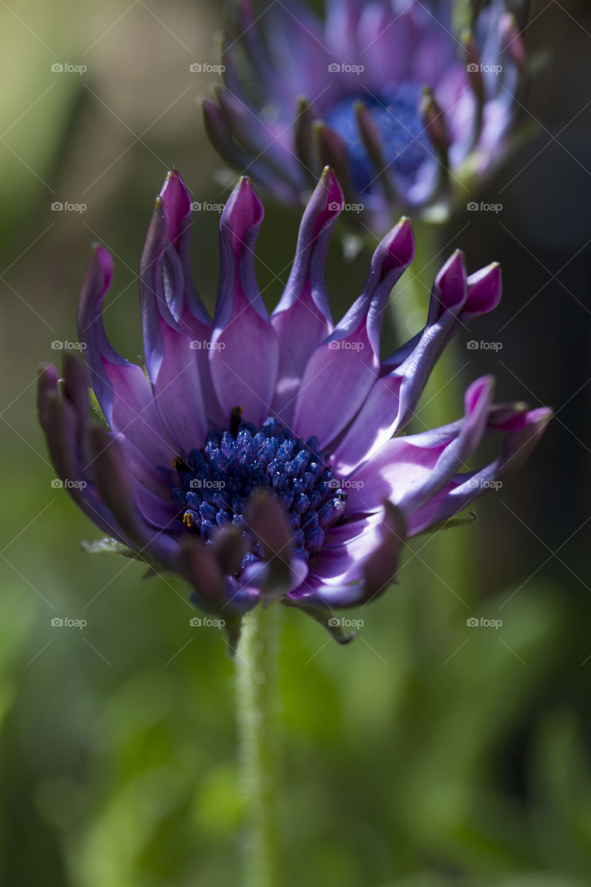 African Daisy 