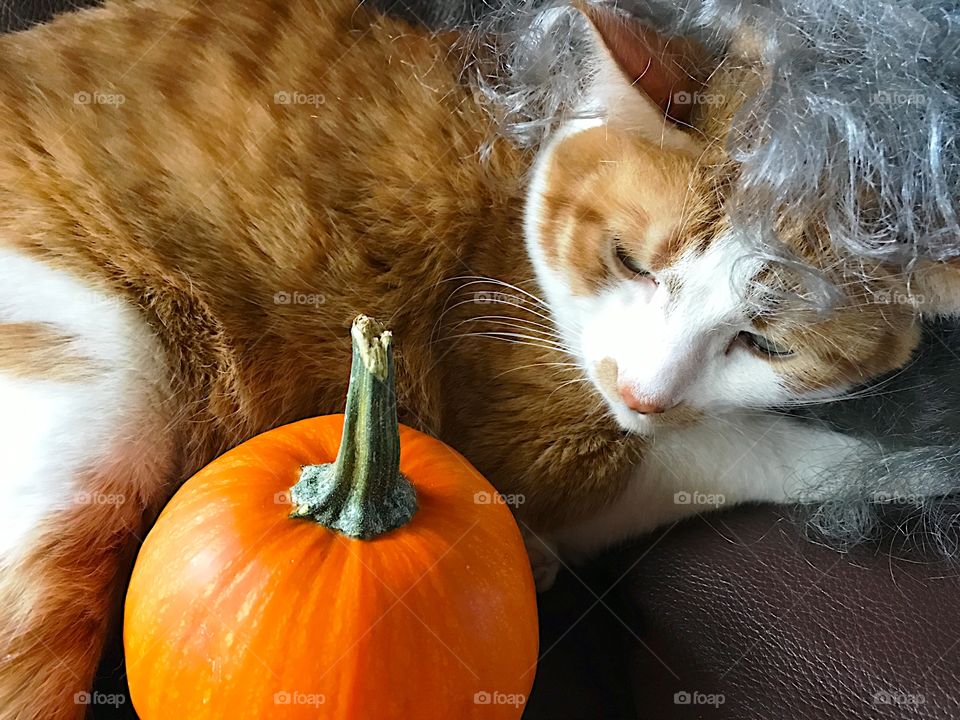 Cat with wig and pumpkin