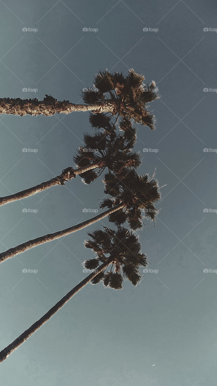 Palm Paradise Collection