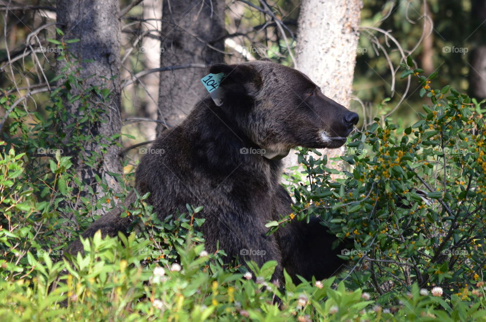 Grizzly bear 104 in Peter Lougheed Park