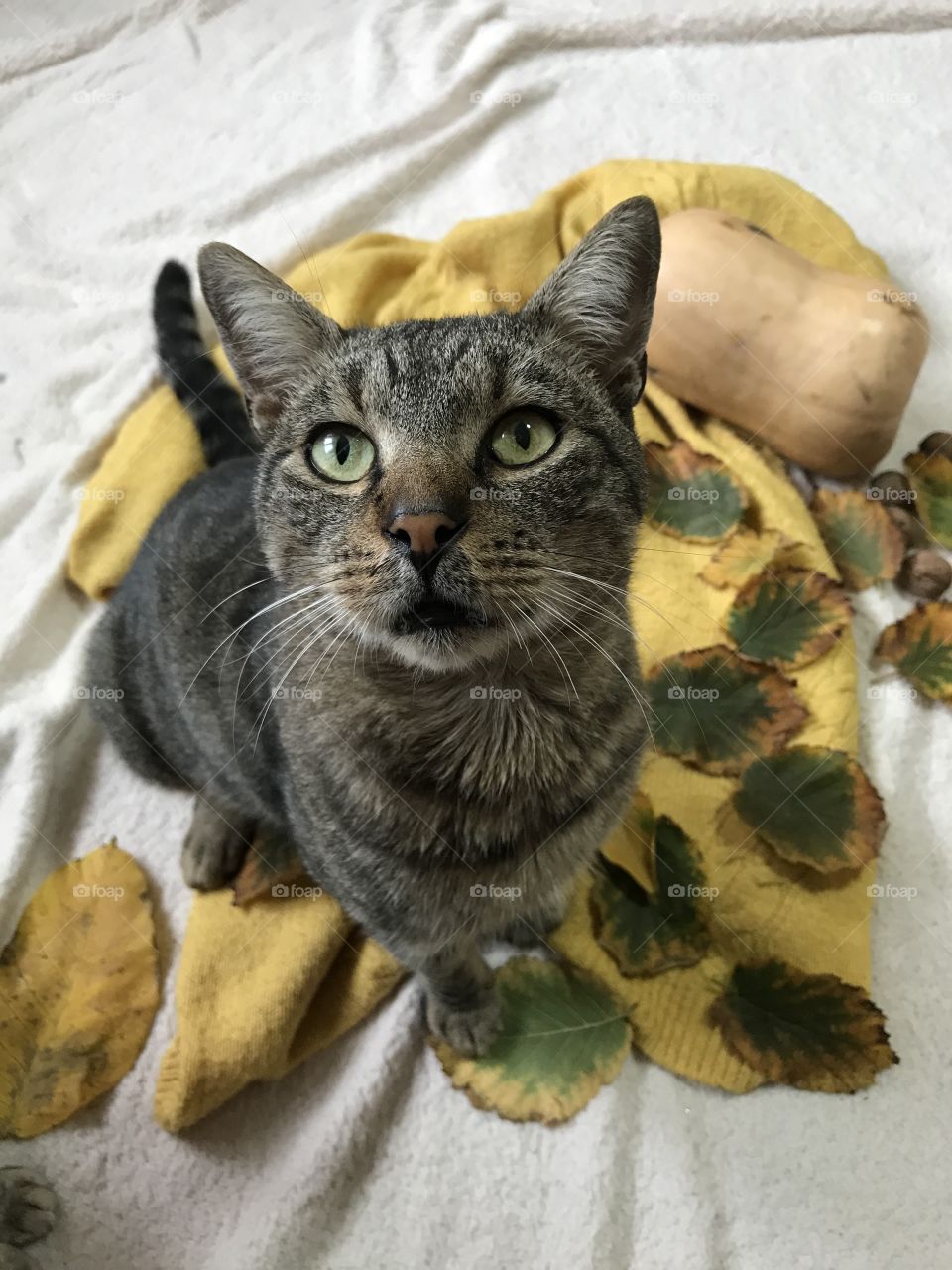 Gray cat asking for attention.