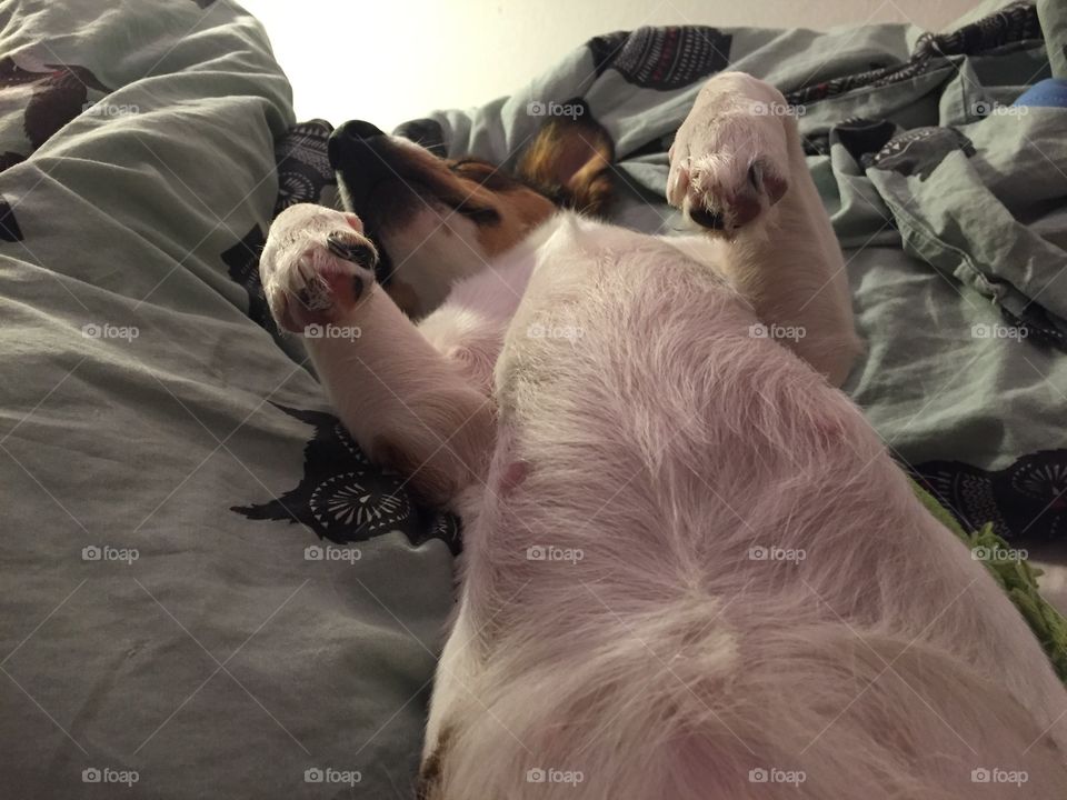 A sleeping dog showing her belly
