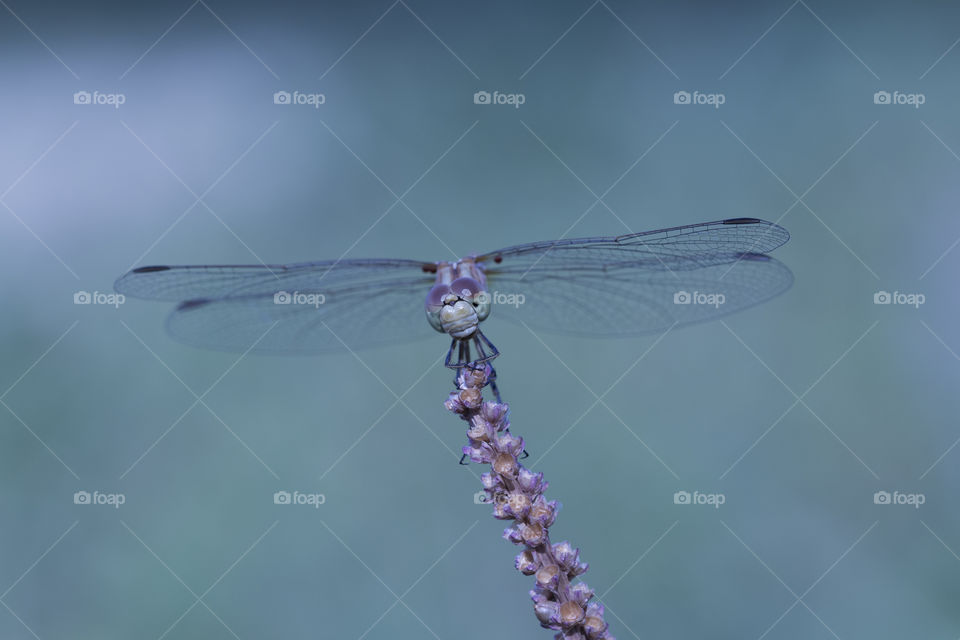 dragonfly on a purple flower.  macro shot,  beautiful of nature concept.