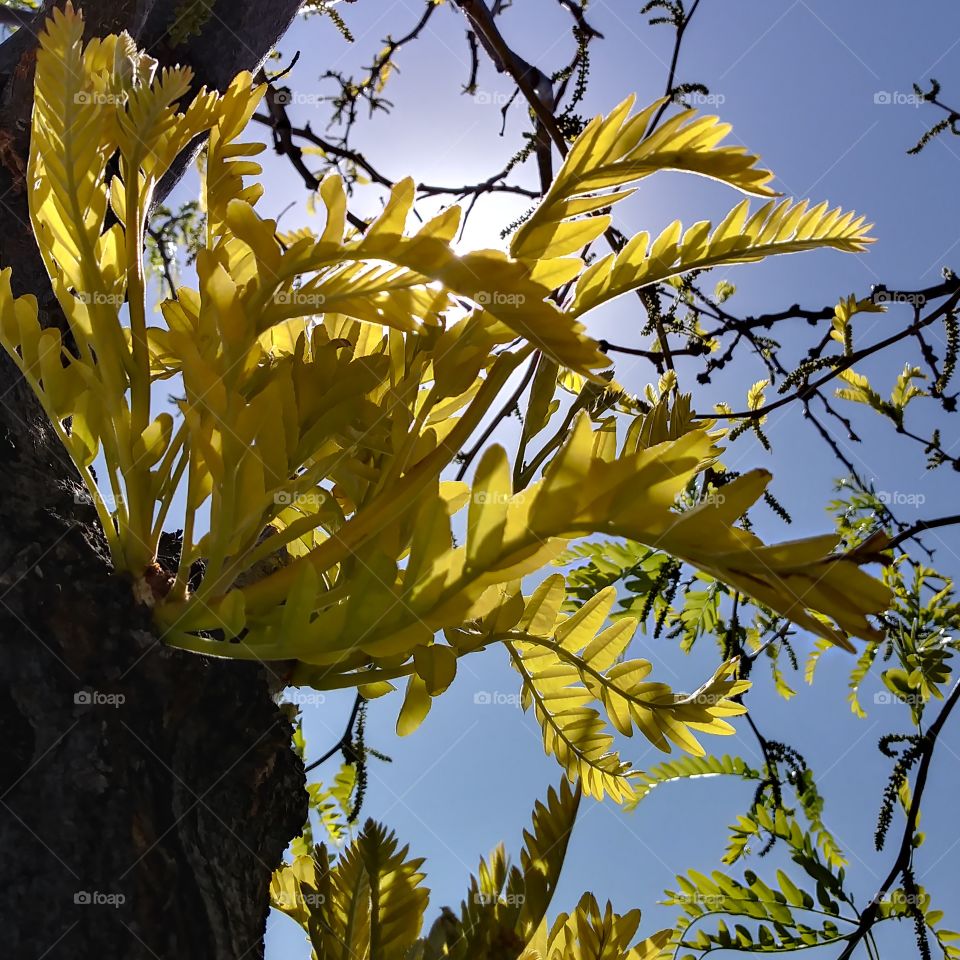 tree yellow leaves sunlight