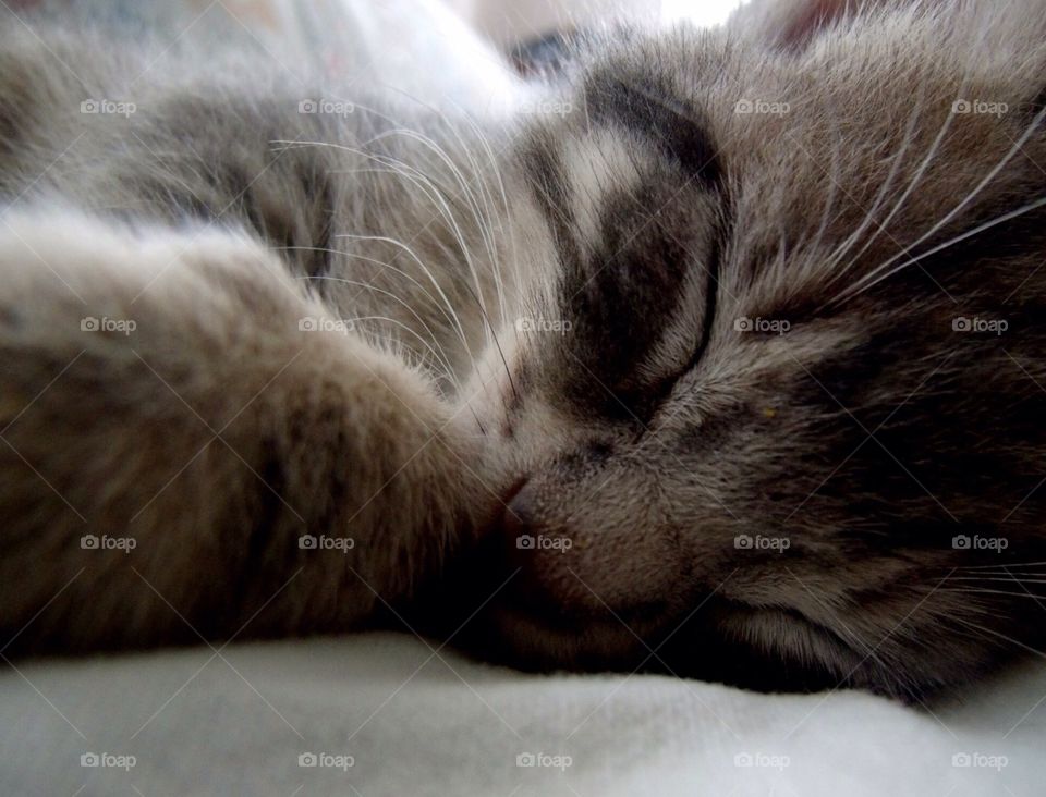 Sleeping kitten