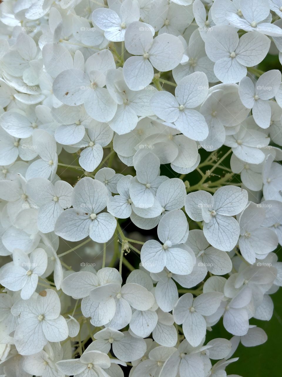 White cluster of blossoms 