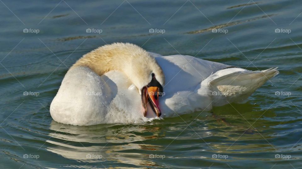 Wild Animals of The United States Foap Missions - Mute Swan cleans her white feathers will floating on the lake