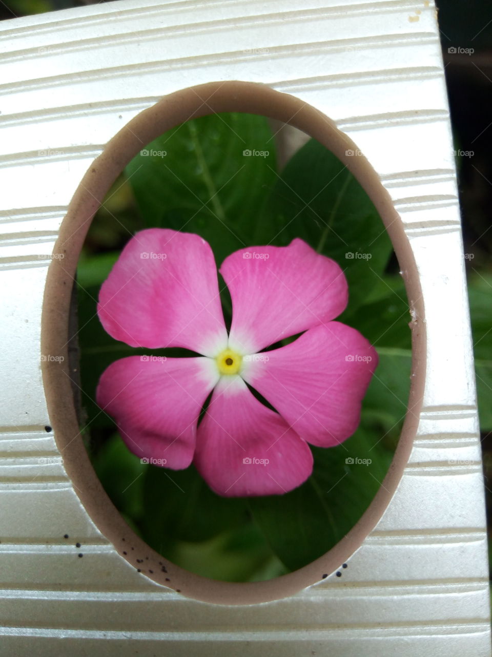 Flower, Nature, No Person, Flora, Leaf