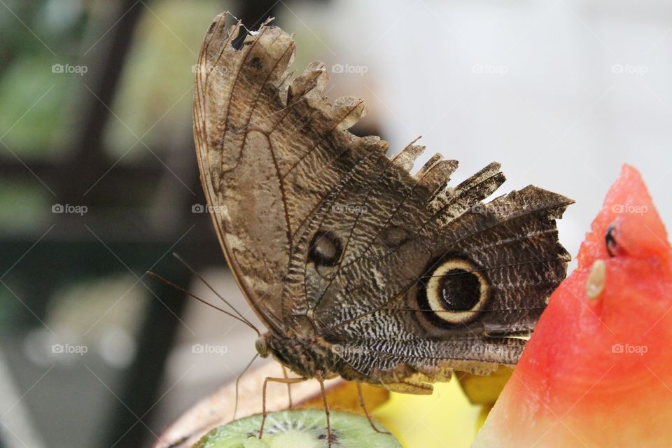 butterfly eating