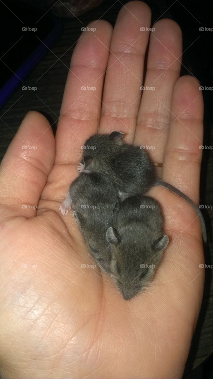 three blind mice. found some babies...
