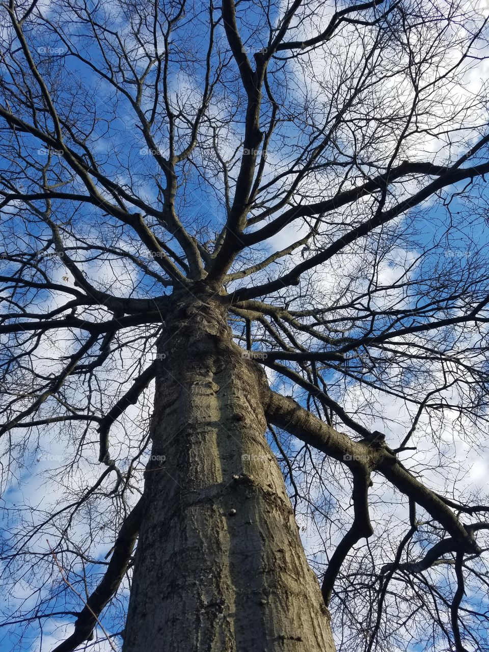 Tree against the open sky