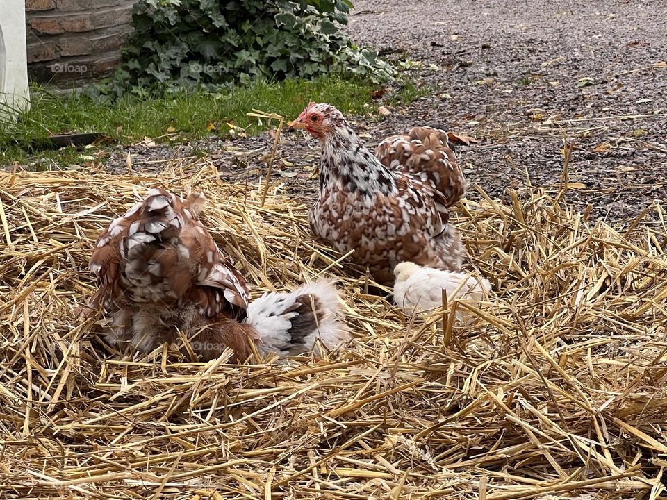 Countryside chicken family 