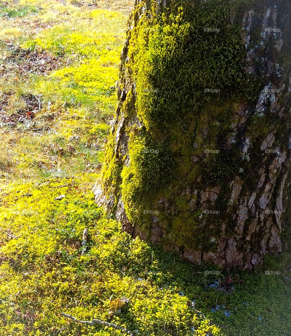 Mossy Nature. Mossy Nature