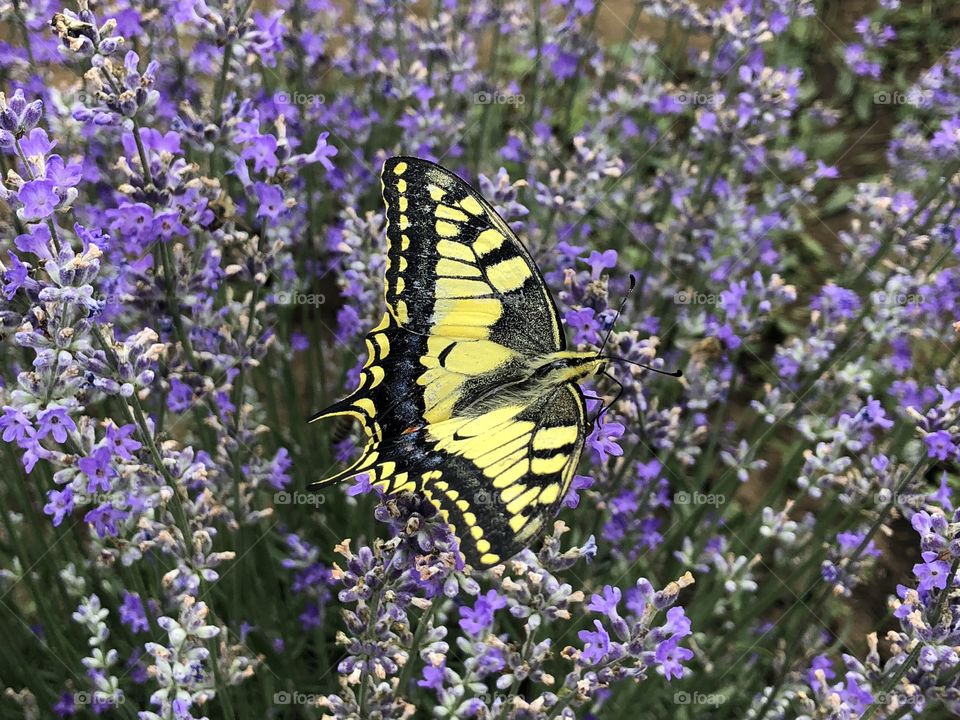 Swallowtail butterfly sitting on lavender flowers