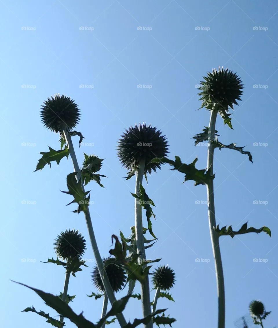 flower Blume Hummel Himmel sky blau blue Distel plant
