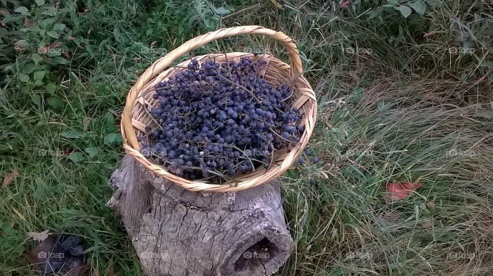 Wolfs grape harvest