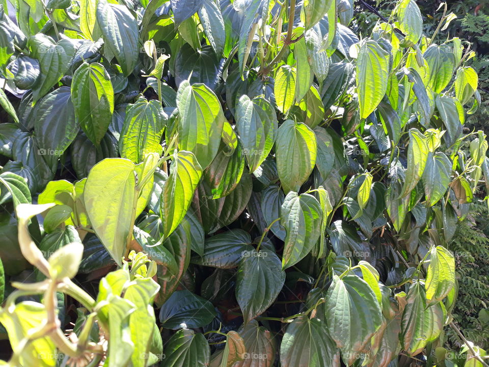 India Antibateria Aryuvedic Leaves