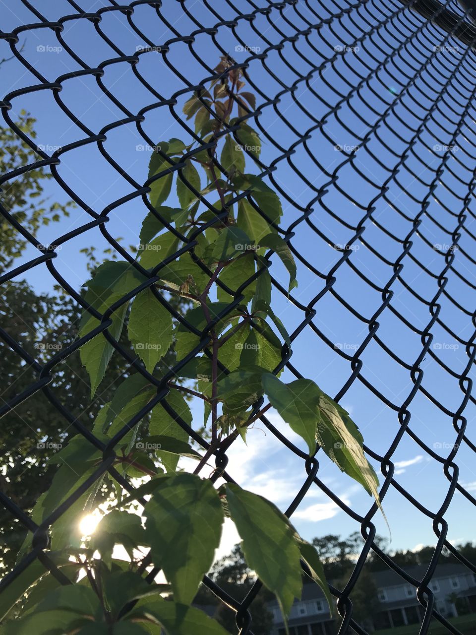Vines climbing up the fence 