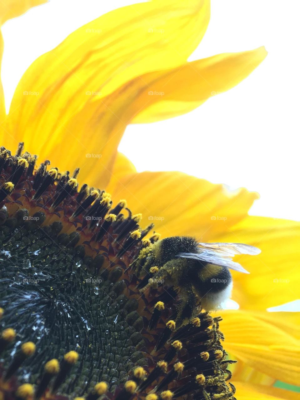 Bee and sunflower