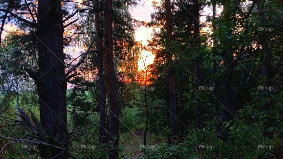 Orange sunset in the forest.