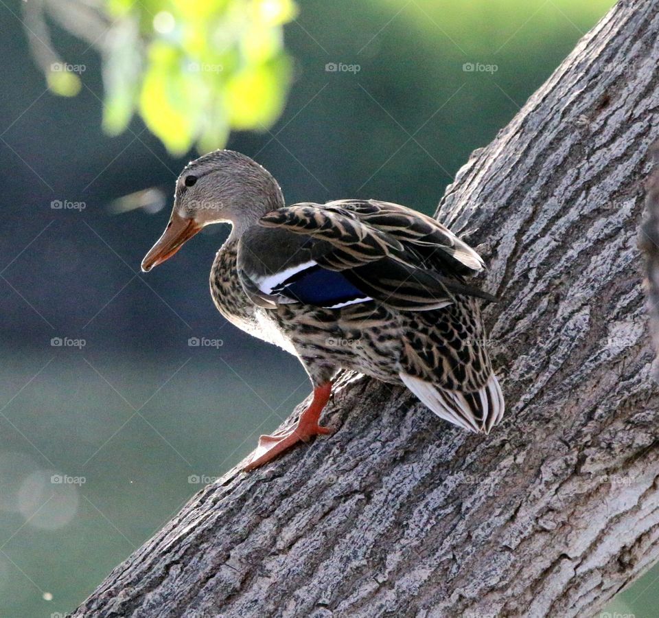 Female Mallard Duck Climbing Tree