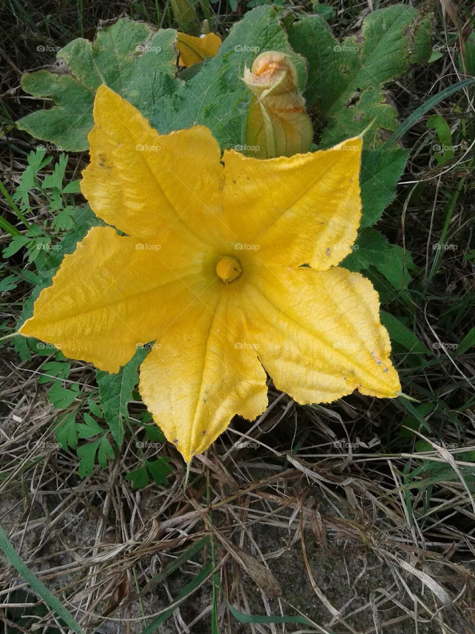 Courgette flower