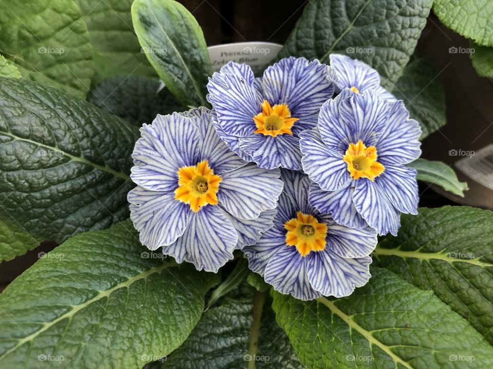 This primula is very unique for me, as l have not seen one like this before, it presents as most sophisticated.