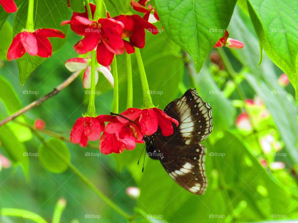 Beautiful black butterfly or Black butterfly Papilio polytes romulus or Indian Common Mormon, the Papilionidae family, sitting on flower.