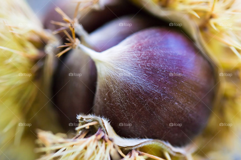 Extreme close up of chestnut flower