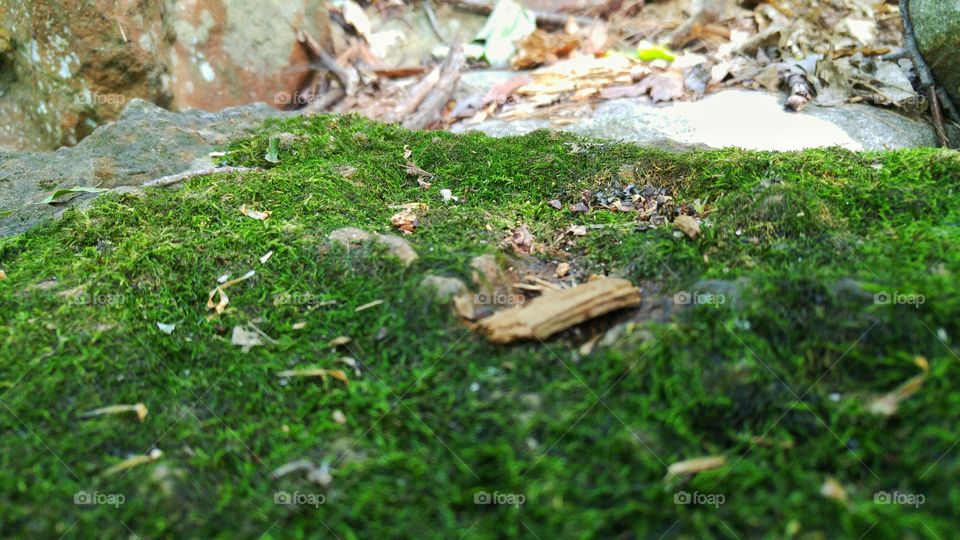 View from rock moss