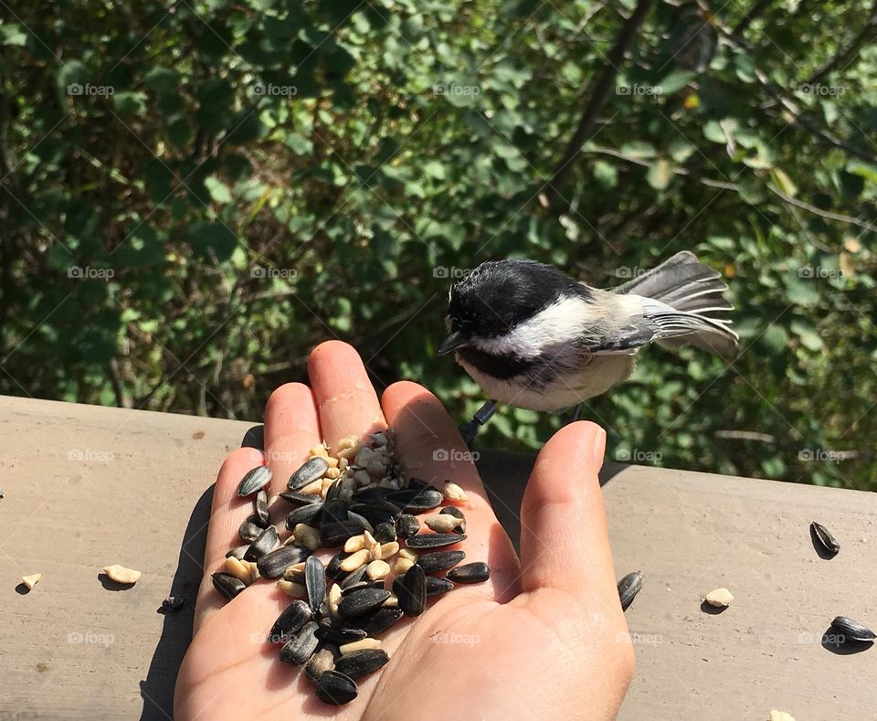 Bird, Nature, Outdoors, Wildlife, Summer