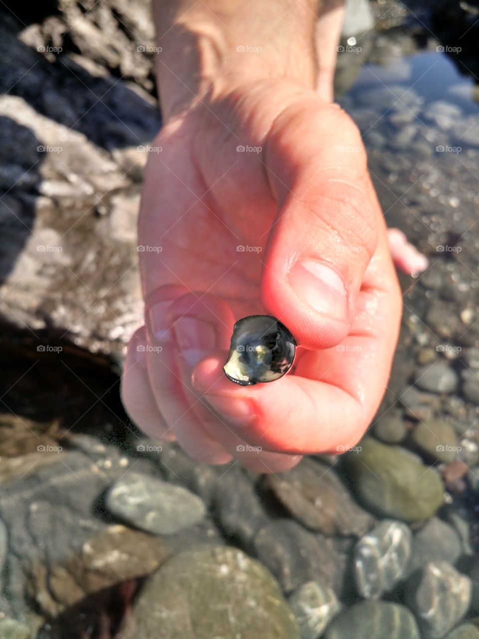 hermit crab. critter in an Oregon tide pool