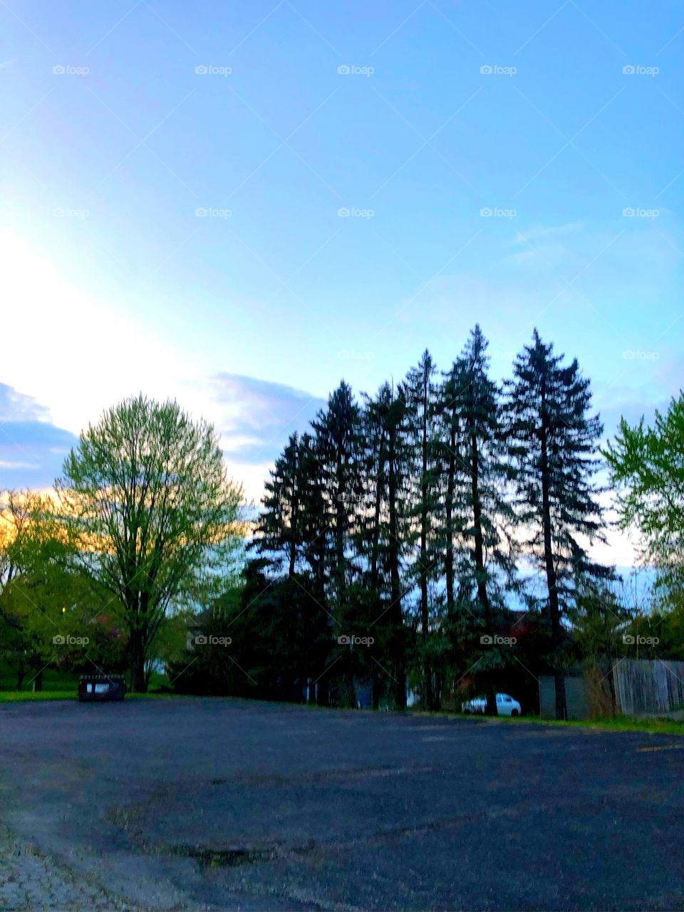 Bright photo of the trees with a gorgeous sky