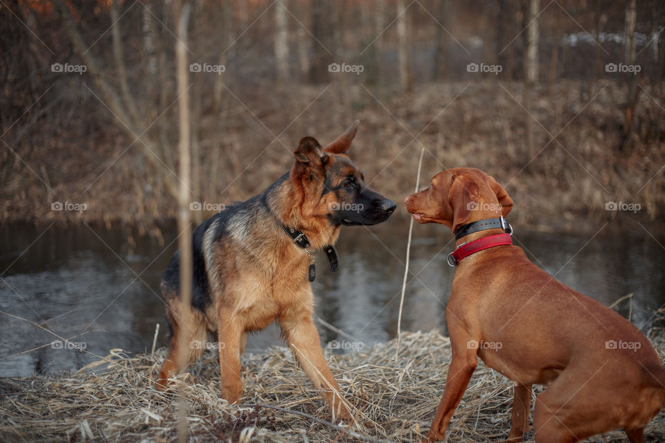 German shepherd young male dog and Hungarian vizsla playing outdoor at spring evening 