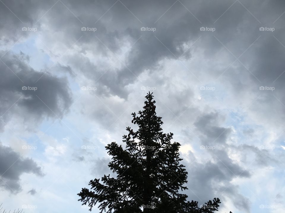 Pine tree in clouds