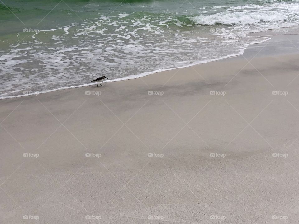 Lone sanderling shore bird on smooth sand as waves ebb 
