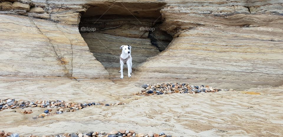 Adventurous Puppy