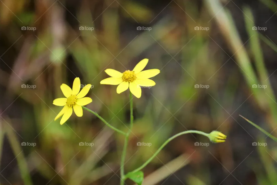 flower, yellow, flower portrait, flower background,