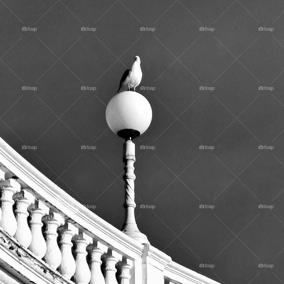 Black and white contrast image. Seagull on a lamp attatched to a curved wall with the dark sky behind.