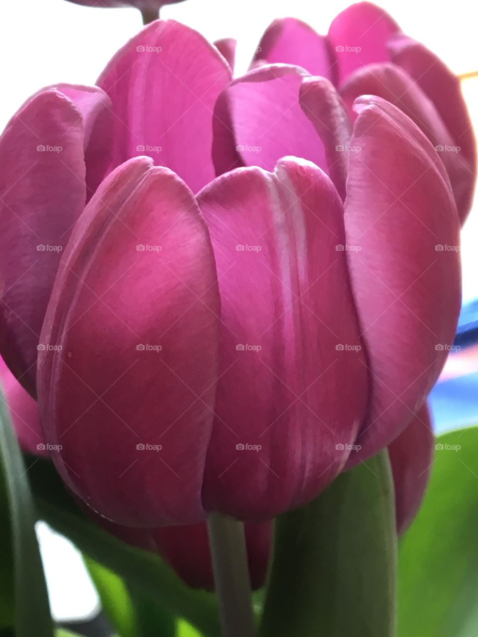 Tulip Blooms
