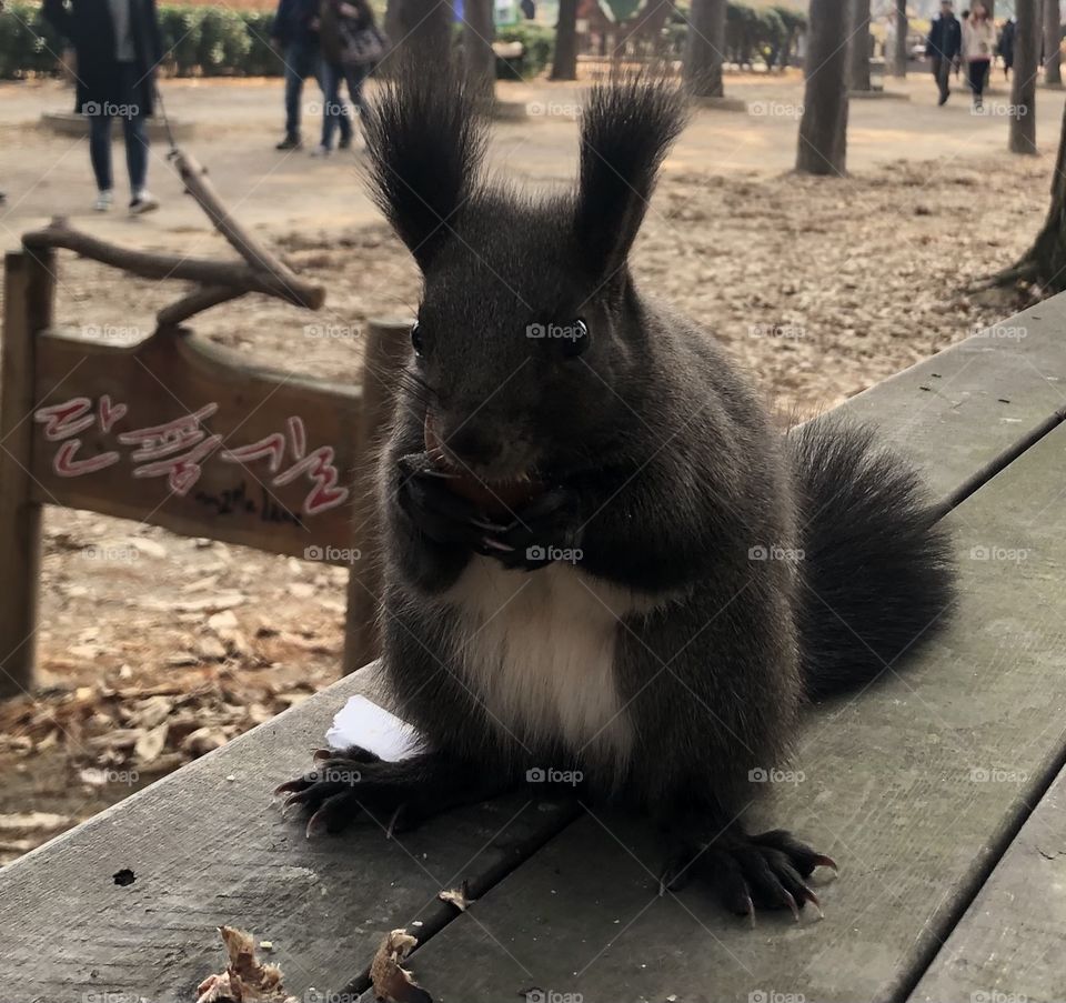 The story of the squirrel and the chestnut