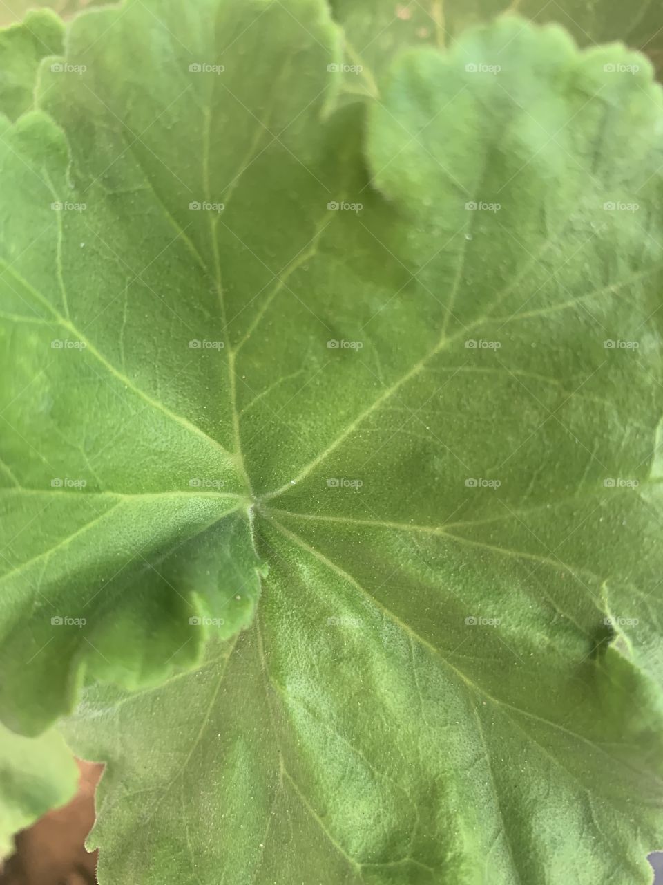 Geranium leaf