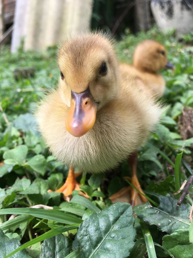 Duck