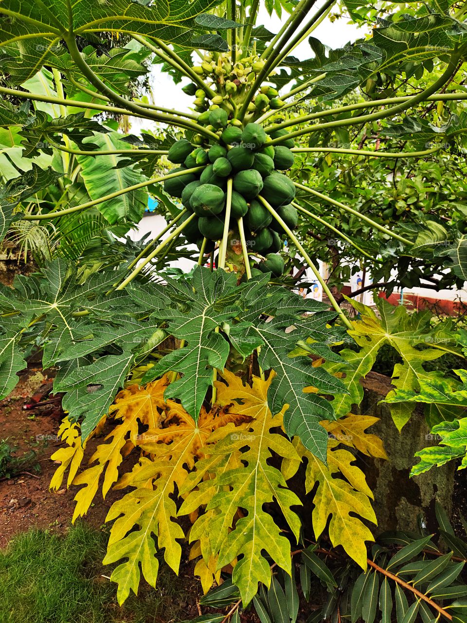 Papaya Tree
With Bunches of Fruits
Fusion of Green And Yellow leaf🌿🌿
Beauty of Flora